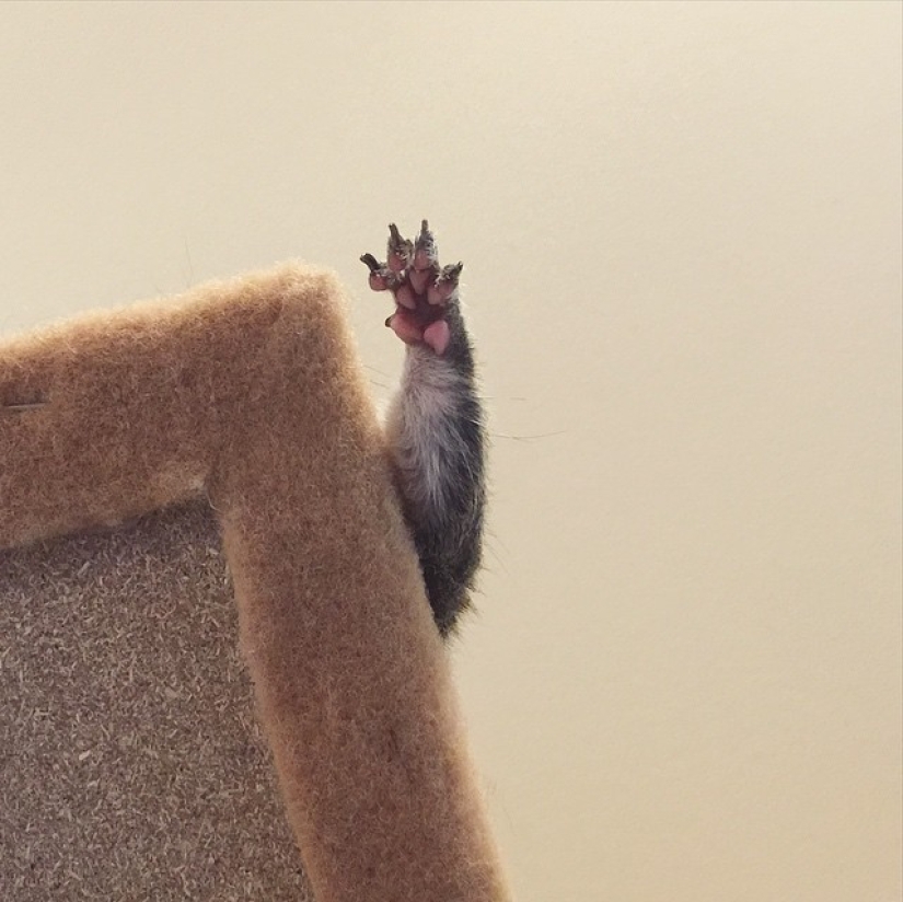 Hurricane-rescued squirrel becomes the cutest member of the family