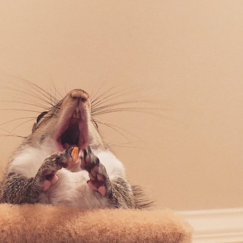 Hurricane-rescued squirrel becomes the cutest member of the family