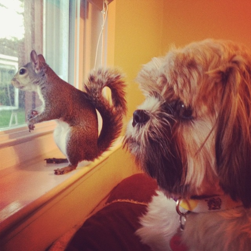 Hurricane-rescued squirrel becomes the cutest member of the family