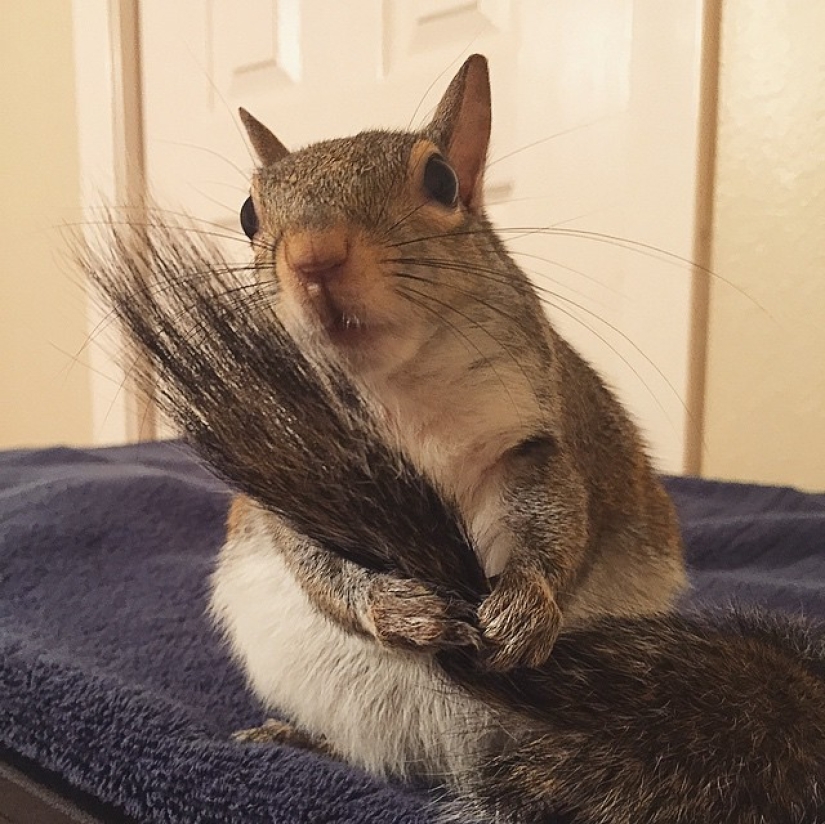 Hurricane-rescued squirrel becomes the cutest member of the family
