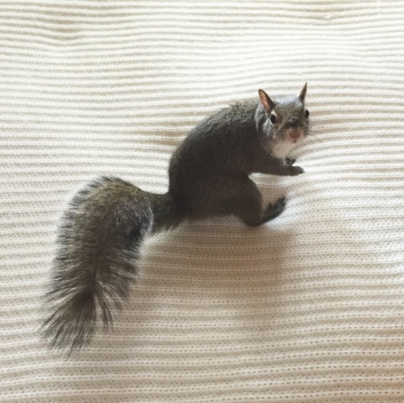 Hurricane-rescued squirrel becomes the cutest member of the family