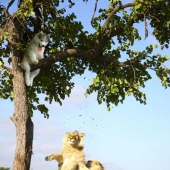 Husky atrapado en un cocotero se ha convertido en un popular héroe de Internet