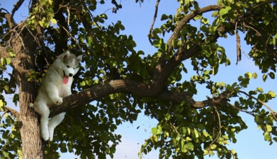 Husky atrapado en un cocotero se ha convertido en un popular héroe de Internet