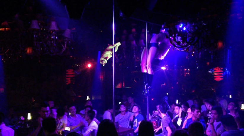 Husky atrapado en un cocotero se ha convertido en un popular héroe de Internet