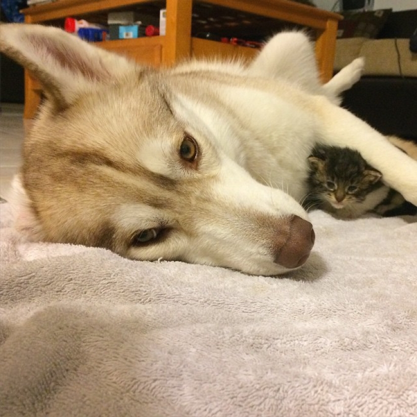 Husky Lilo became a mother to kitty Rosie