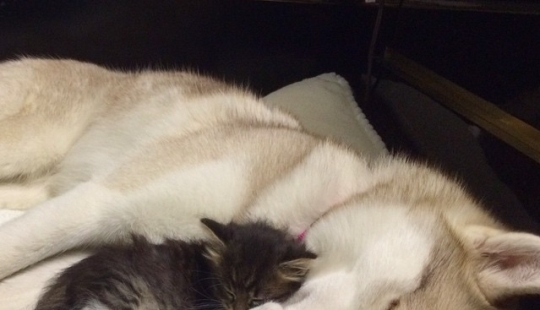 Husky Lilo became a mother to kitty Rosie