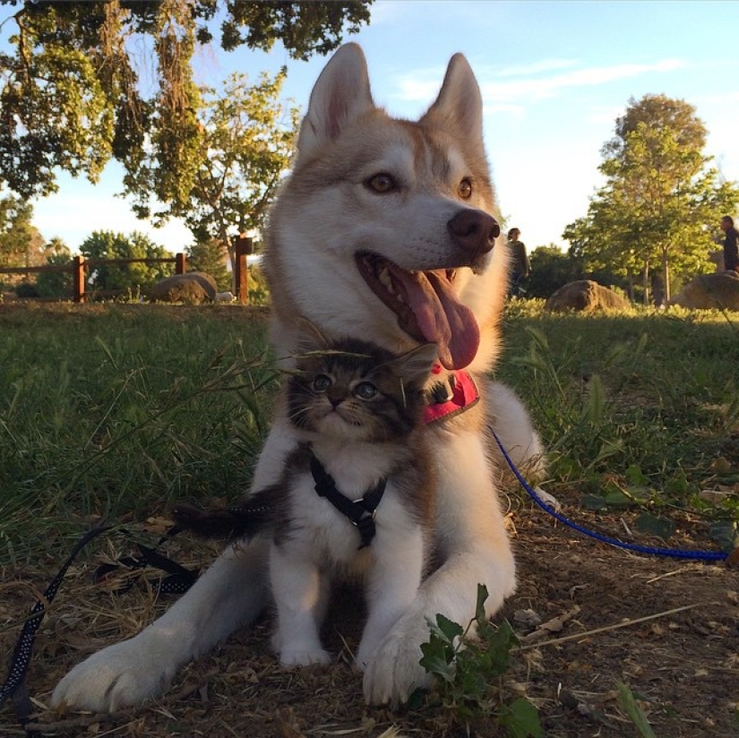 Husky Lilo became a mother to kitty Rosie