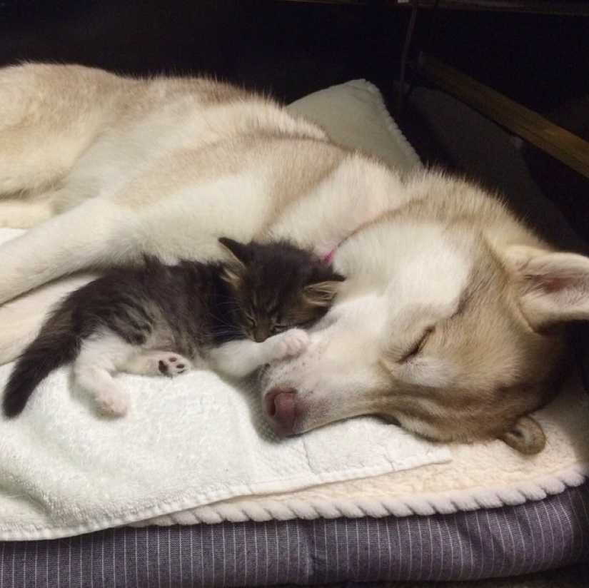 Husky Lilo se convirtió en madre de la gatita Rosie Husky Lilo se convirtió en madre de la gatita Rosie