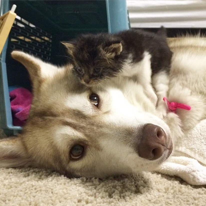 Husky Lilo se convirtió en madre de la gatita Rosie Husky Lilo se convirtió en madre de la gatita Rosie
