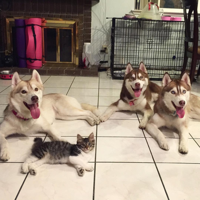 Husky Lilo se convirtió en madre de la gatita Rosie Husky Lilo se convirtió en madre de la gatita Rosie