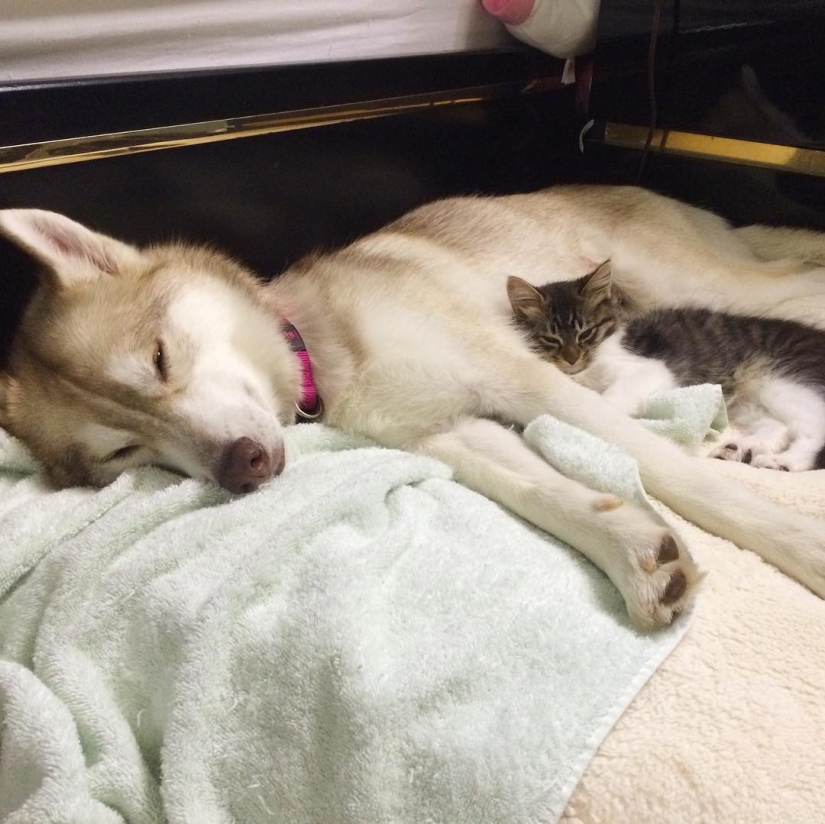 Husky Lilo se convirtió en madre de la gatita Rosie Husky Lilo se convirtió en madre de la gatita Rosie