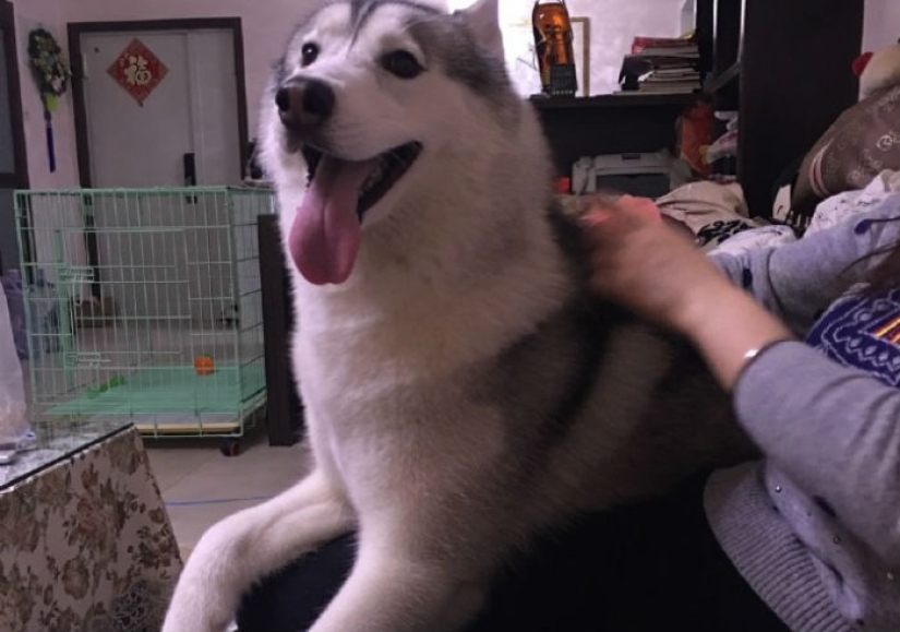 Husky se quedó solo durante tres horas, y eso es lo que le hizo a la casa
