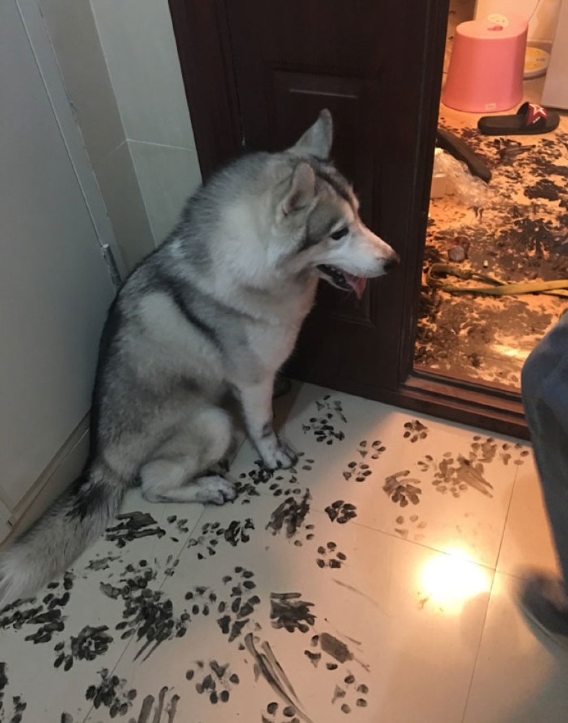 Husky was left alone for three hours, and that's what he did to the house