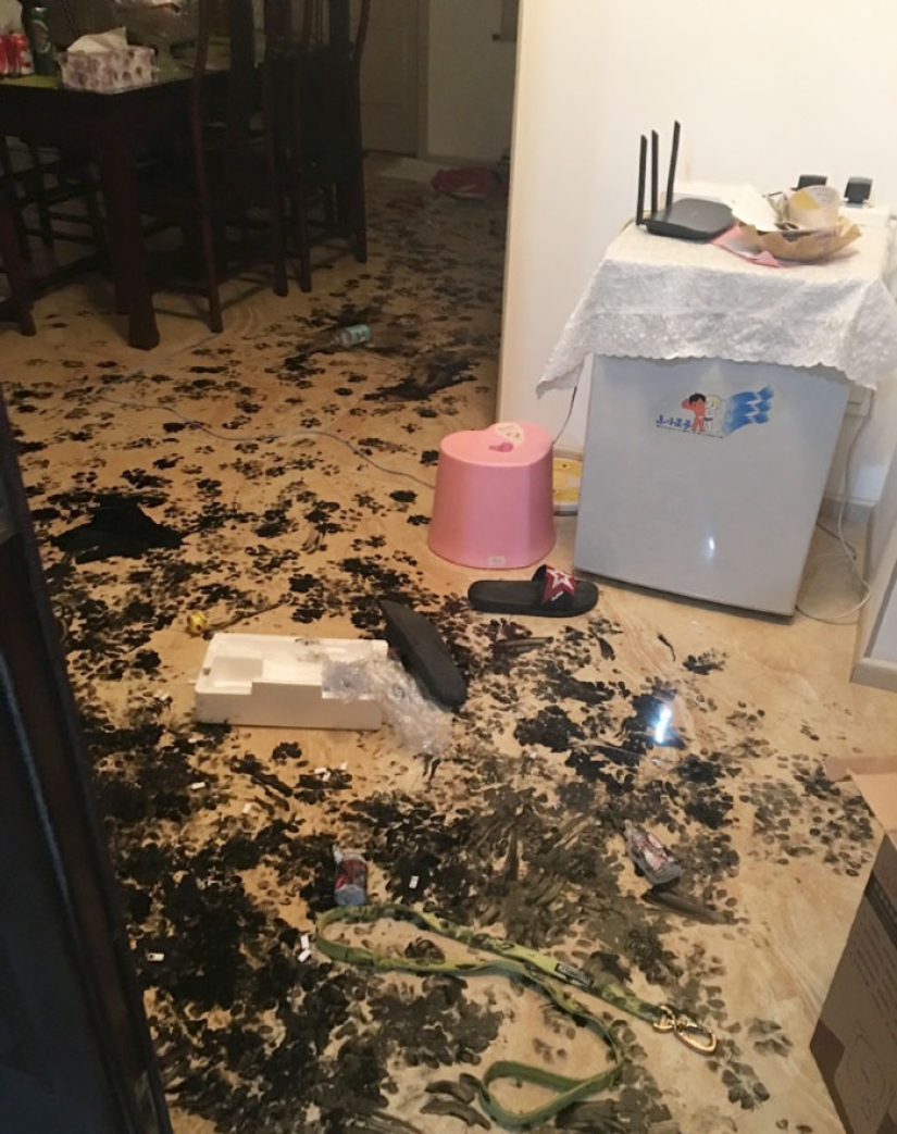 Husky was left alone for three hours, and that's what he did to the house