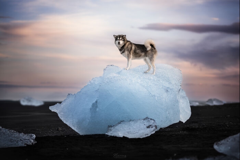 I Am A Dog Photographer And Here Are 20 Of My Best Shots Taken In Iceland