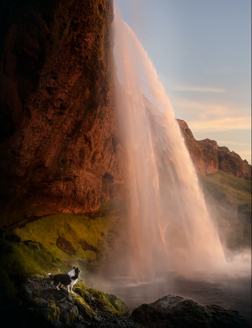 I Am A Dog Photographer And Here Are 20 Of My Best Shots Taken In Iceland
