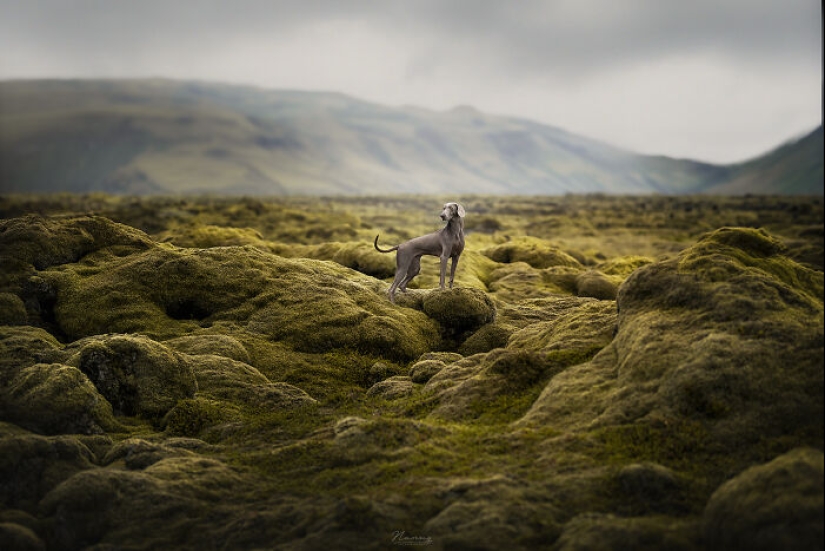 I Am A Dog Photographer And Here Are 20 Of My Best Shots Taken In Iceland