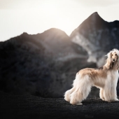 I Am A Dog Photographer And Here Are 20 Of My Best Shots Taken In Iceland