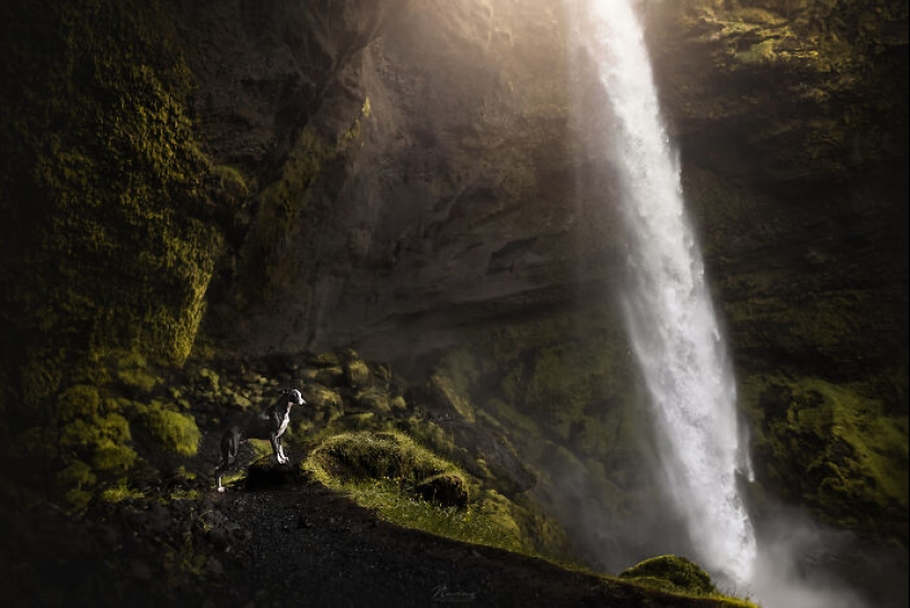 I Am A Dog Photographer And Here Are 20 Of My Best Shots Taken In Iceland