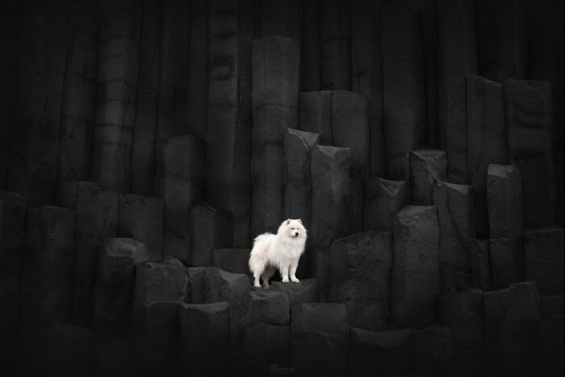 I Am A Dog Photographer And Here Are 20 Of My Best Shots Taken In Iceland