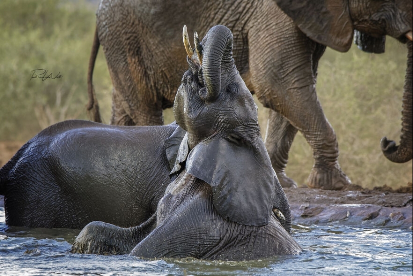 I Am A Photographer Passionate About Wildlife, Nature, And Conservation: Here Are My Best 15 Photos I Am A Photographer Passionate About Wildlife, Nature, And Conservation: Here Are My Best 15 Photos