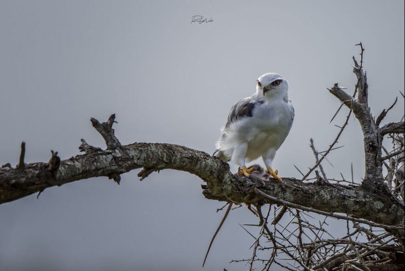 I Am A Photographer Passionate About Wildlife, Nature, And Conservation: Here Are My Best 15 Photos I Am A Photographer Passionate About Wildlife, Nature, And Conservation: Here Are My Best 15 Photos