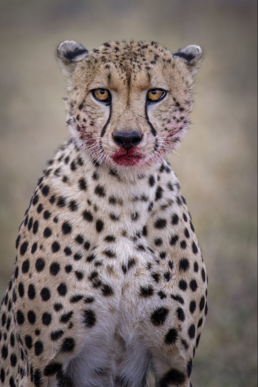 I Am A Photographer Passionate About Wildlife, Nature, And Conservation: Here Are My Best 15 Photos I Am A Photographer Passionate About Wildlife, Nature, And Conservation: Here Are My Best 15 Photos