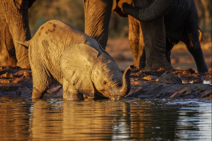 I Am A Photographer Passionate About Wildlife, Nature, And Conservation: Here Are My Best 15 Photos I Am A Photographer Passionate About Wildlife, Nature, And Conservation: Here Are My Best 15 Photos