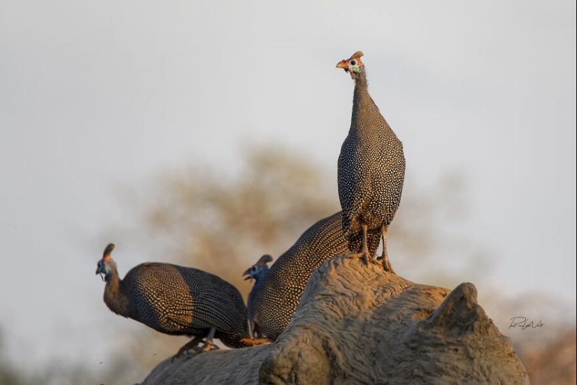 I Am A Photographer Passionate About Wildlife, Nature, And Conservation: Here Are My Best 15 Photos I Am A Photographer Passionate About Wildlife, Nature, And Conservation: Here Are My Best 15 Photos