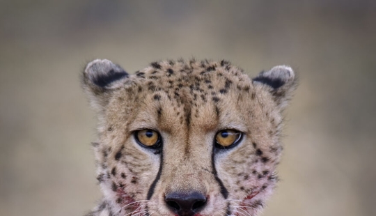 I Am A Photographer Passionate About Wildlife, Nature, And Conservation: Here Are My Best 8 Photos (Part2)