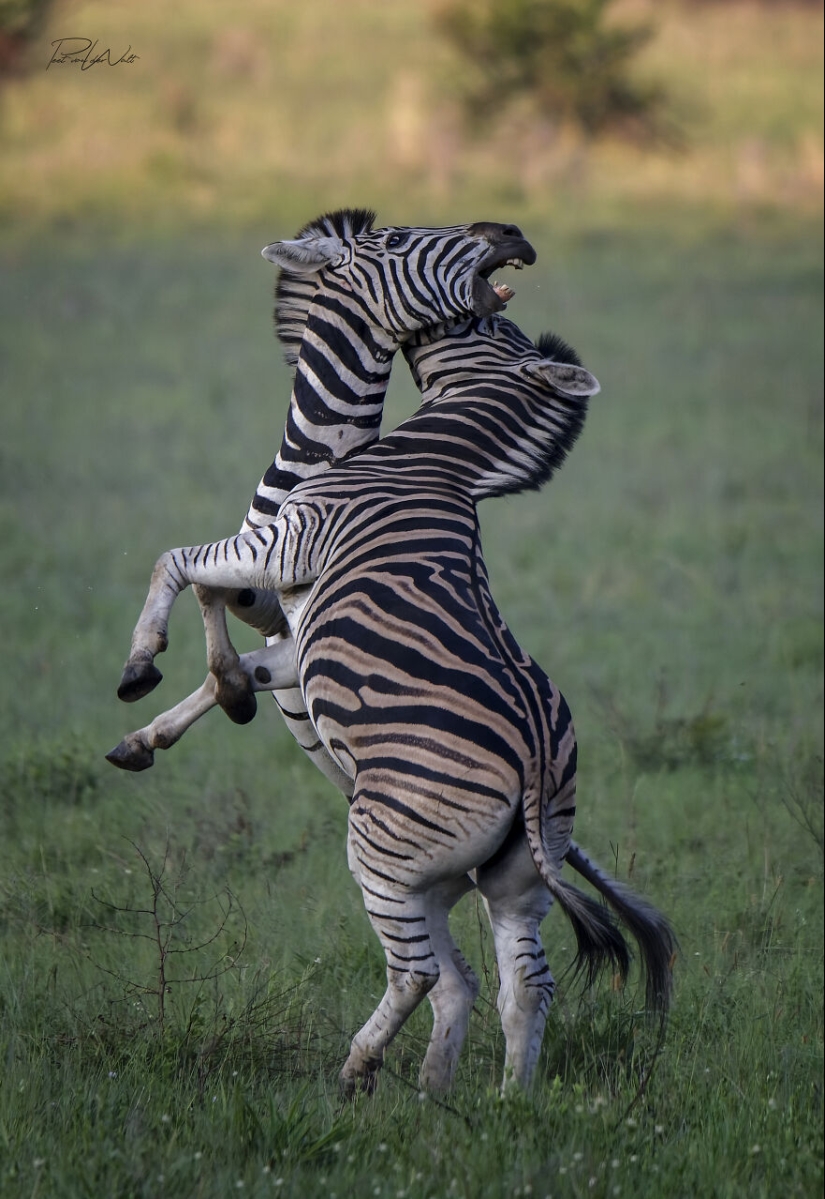 I Am A Photographer Passionate About Wildlife, Nature, And Conservation: Here Are My Best 15 Photos I Am A Photographer Passionate About Wildlife, Nature, And Conservation: Here Are My Best 15 Photos