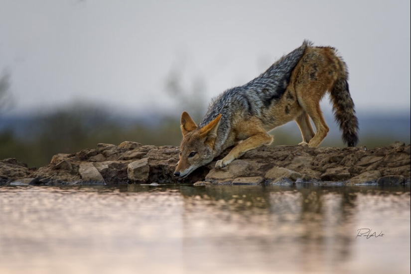 I Am A Photographer Passionate About Wildlife, Nature, And Conservation: Here Are My Best 15 Photos I Am A Photographer Passionate About Wildlife, Nature, And Conservation: Here Are My Best 15 Photos