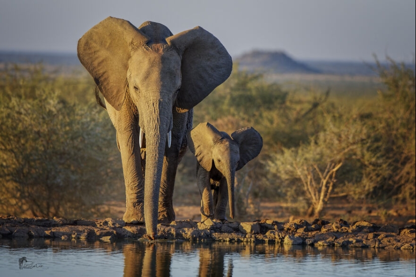 I Am A Photographer Passionate About Wildlife, Nature, And Conservation: Here Are My Best 15 Photos I Am A Photographer Passionate About Wildlife, Nature, And Conservation: Here Are My Best 15 Photos