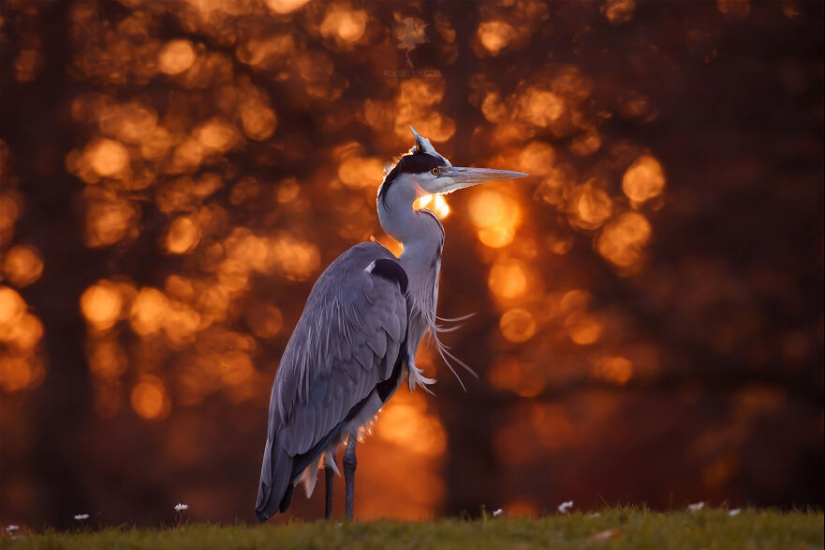 I Managed To Capture 16 Magical Moments Of Birds In Nature