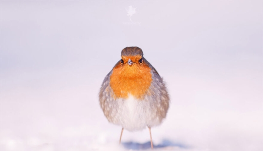 I Managed To Capture 16 Magical Moments Of Birds In Nature