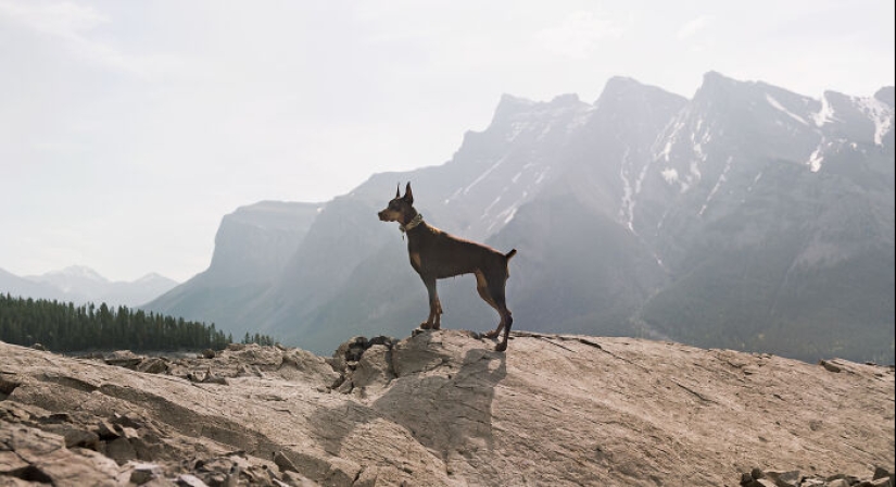 I Photographed 12 Dogs In Banff National Park And Captured Their Love For Adventure