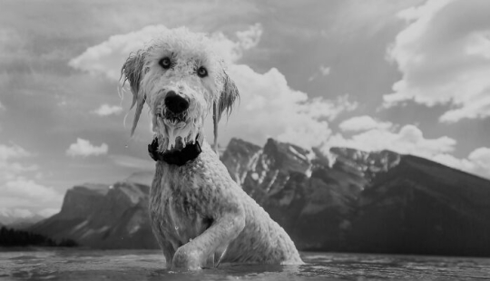 I Photographed 12 Dogs In Banff National Park And Captured Their Love For Adventure