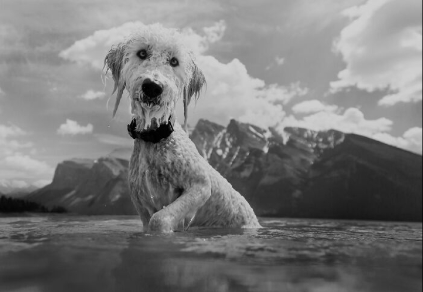I Photographed 12 Dogs In Banff National Park And Captured Their Love For Adventure