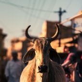 I Took Pictures Of Urban Wildlife, Here Are 10 Of Them