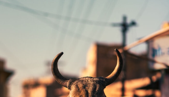 I Took Pictures Of Urban Wildlife, Here Are 10 Of Them