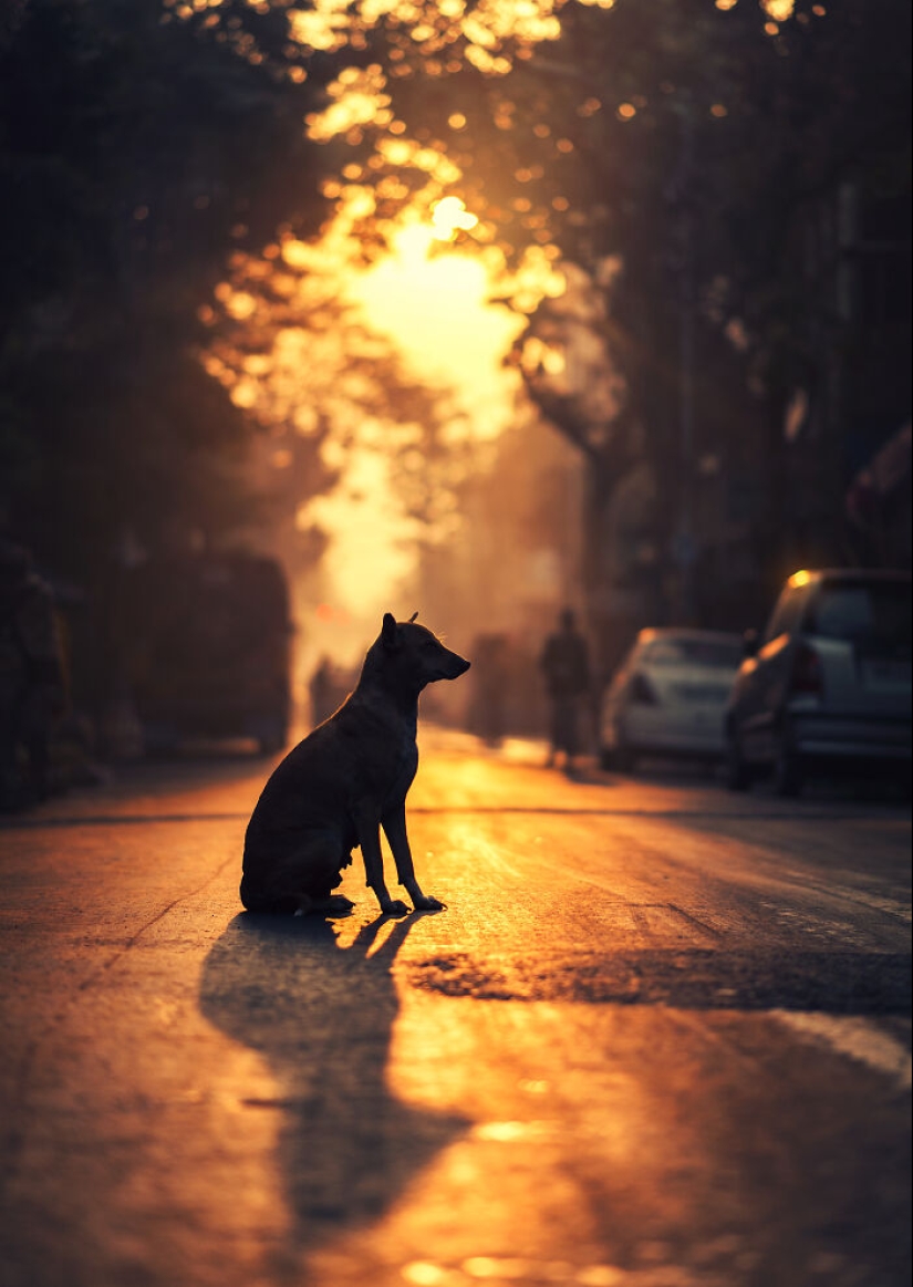 I Took Pictures Of Urban Wildlife, Here Are 10 Of Them