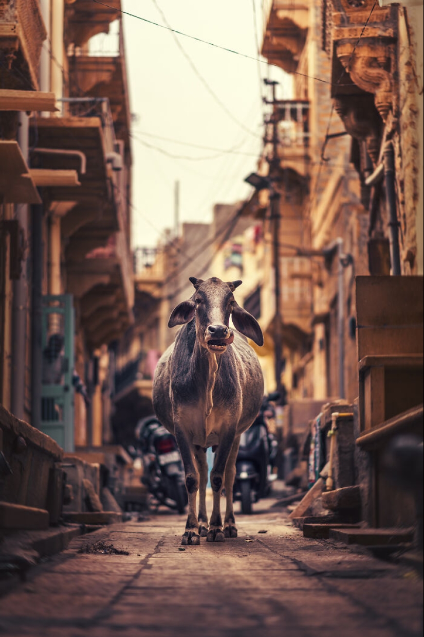 I Took Pictures Of Urban Wildlife, Here Are 10 Of Them