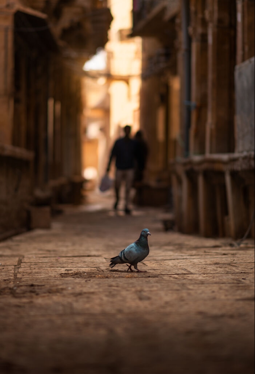 I Took Pictures Of Urban Wildlife, Here Are 10 Of Them