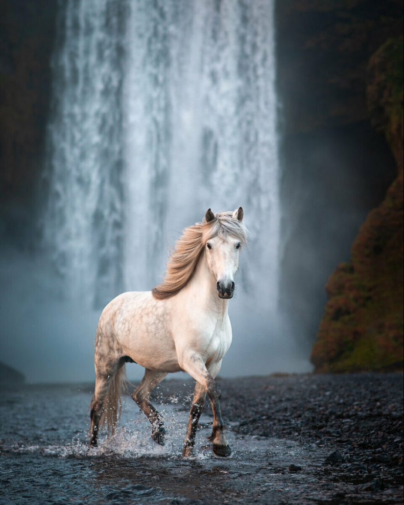 I Took Pictures Of Beautiful Horses In Breathtaking Icelandic Landscapes, And Here Are 12 Of Them (Part2)