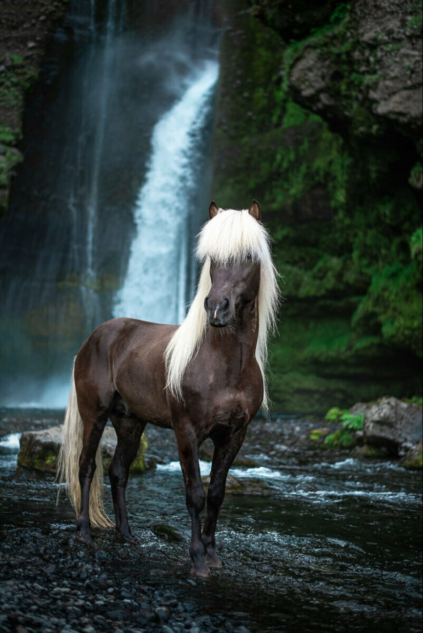I Took Pictures Of Beautiful Horses In Breathtaking Icelandic Landscapes, And Here Are 15 Of Them