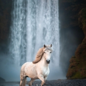 I Took Pictures Of Beautiful Horses In Breathtaking Icelandic Landscapes, And Here Are 12 Of Them (Part2)