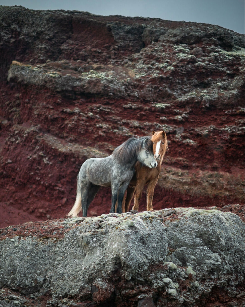 I Took Pictures Of Beautiful Horses In Breathtaking Icelandic Landscapes, And Here Are 12 Of Them (Part2)