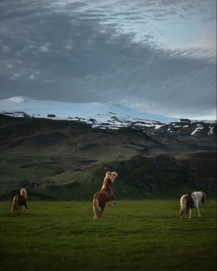 I Took Pictures Of Beautiful Horses In Breathtaking Icelandic Landscapes, And Here Are 12 Of Them (Part2)