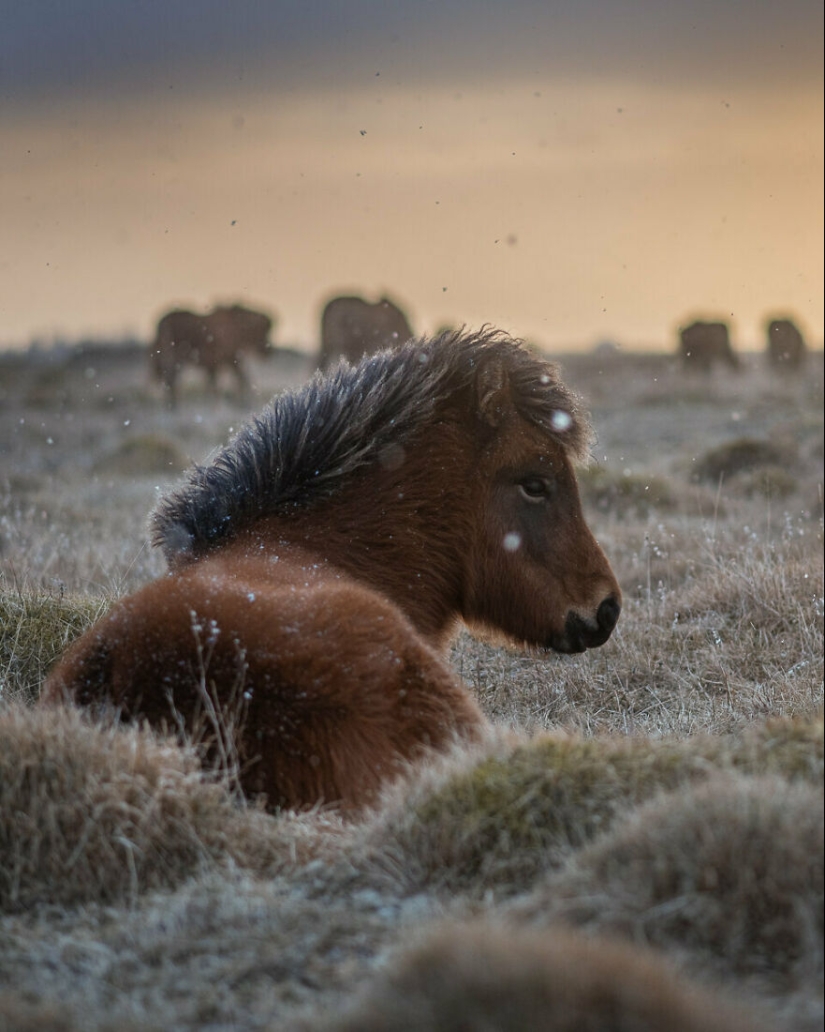 I Took Pictures Of Beautiful Horses In Breathtaking Icelandic Landscapes, And Here Are 12 Of Them (Part2)