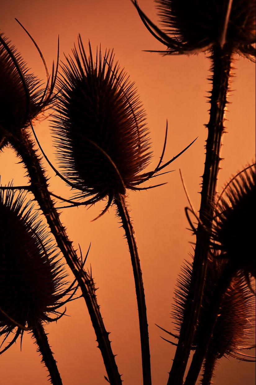 I Used Controversial Videos To Light These Unique Pictures Of Flowers